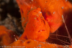 BD-140325-Dumaguete-3872-Antennarius-pictus-(Shaw.-1794)-[Painted-frogfish].jpg